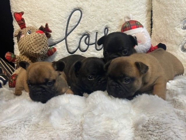 chiot Bouledogue français Des Joyaux D'Osiris