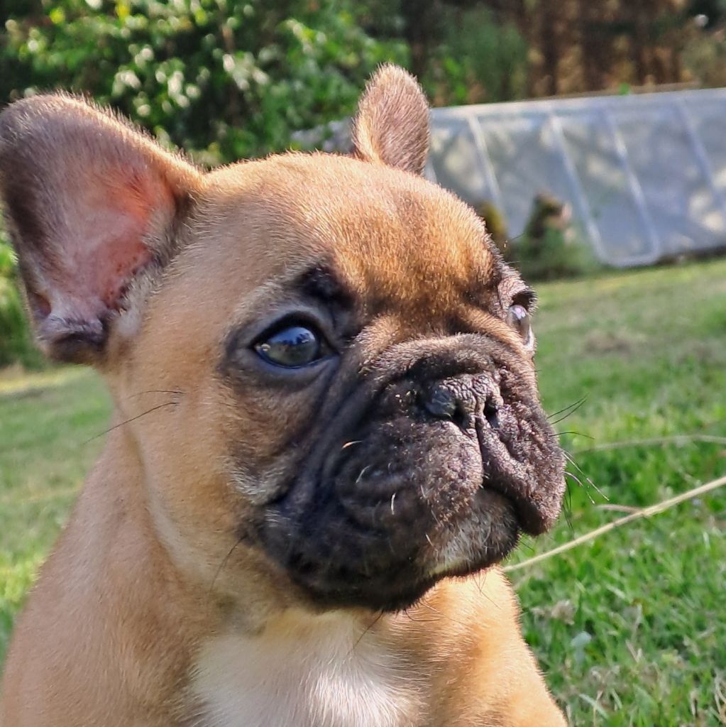 chiot