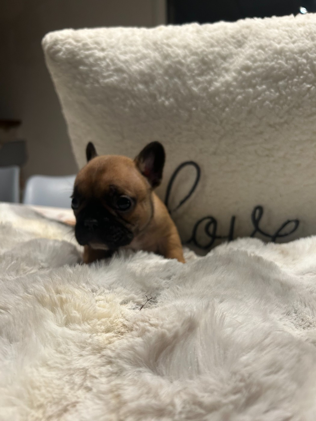 Des Joyaux D'Osiris - Chiots disponibles - Bouledogue français