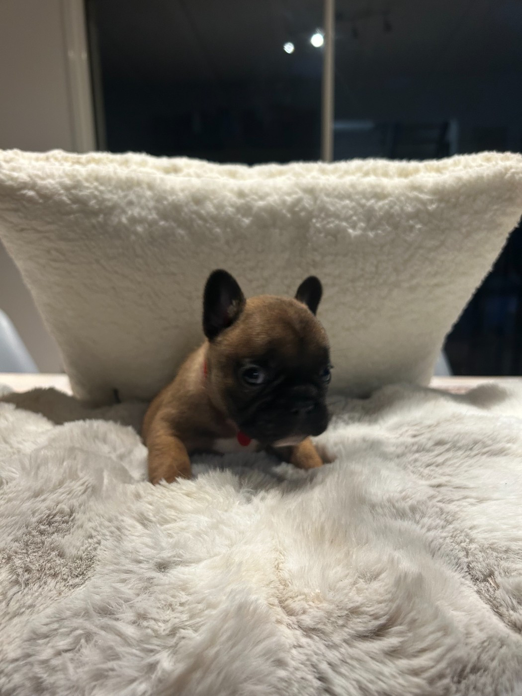 Des Joyaux D'Osiris - Chiots disponibles - Bouledogue français