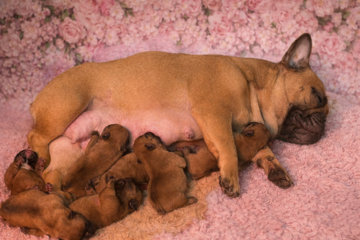 Chiot Bouledogue français Des Joyaux D'Osiris