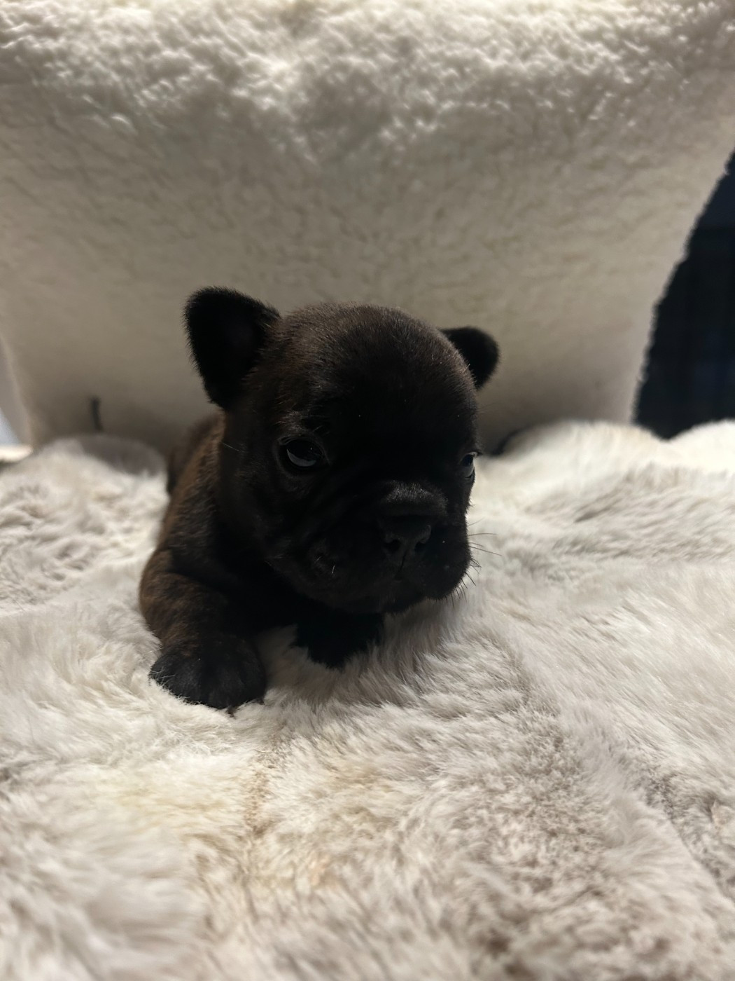 Des Joyaux D'Osiris - Chiots disponibles - Bouledogue français