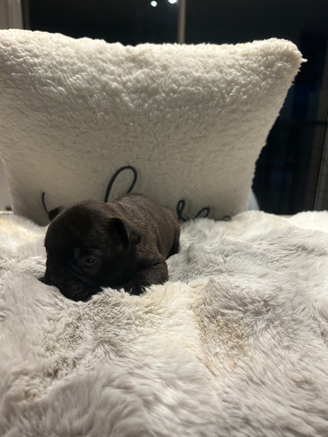 Des Joyaux D'Osiris - Chiots disponibles - Bouledogue français