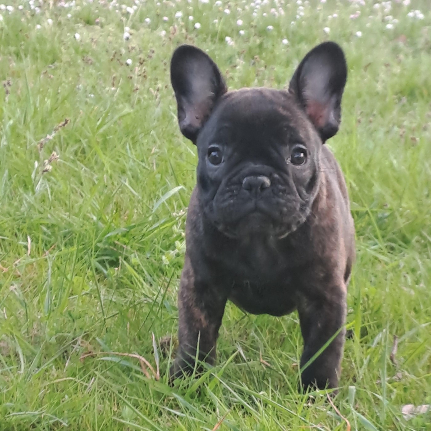 Des Joyaux D'Osiris - Chiots disponibles - Bouledogue français