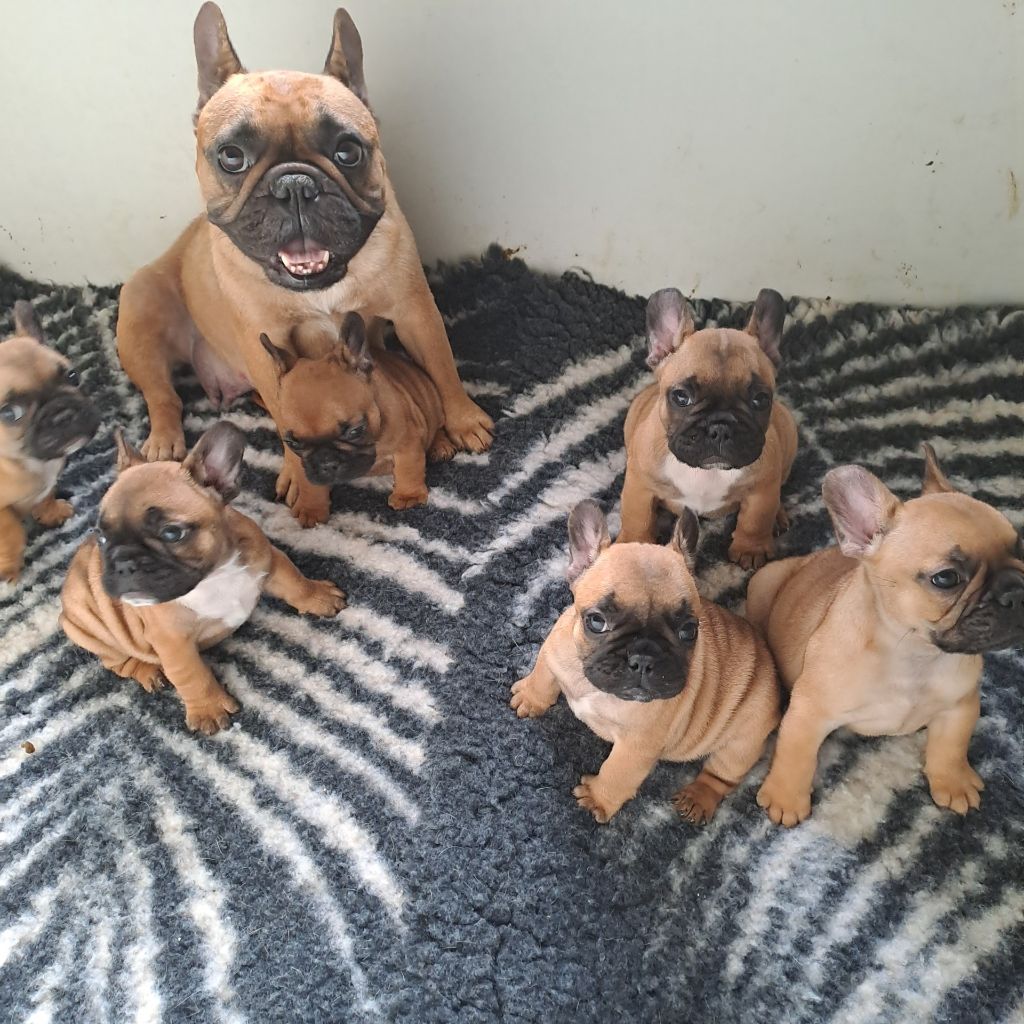 Chiot Bouledogue français Des Joyaux D'Osiris
