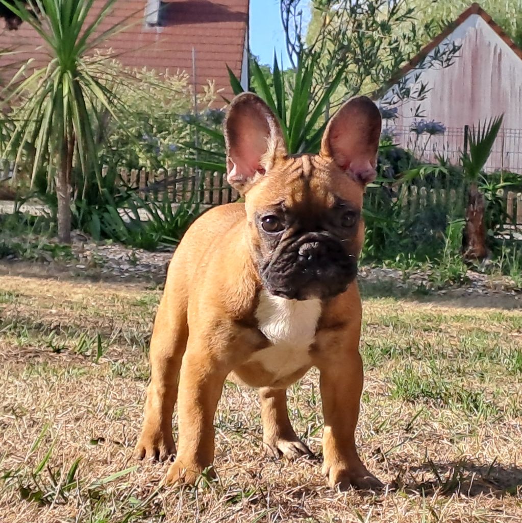 Des Joyaux D'Osiris - Chiots disponibles - Bouledogue français