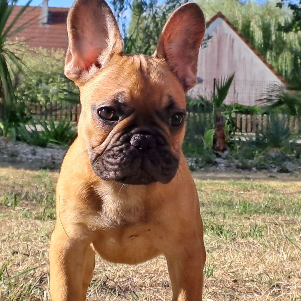 Des Joyaux D'Osiris - Chiots disponibles - Bouledogue français